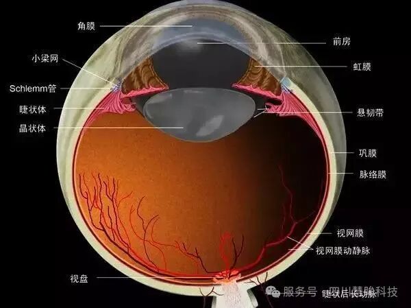 最完整、最有用的眼睛基础解剖图，值得收藏！